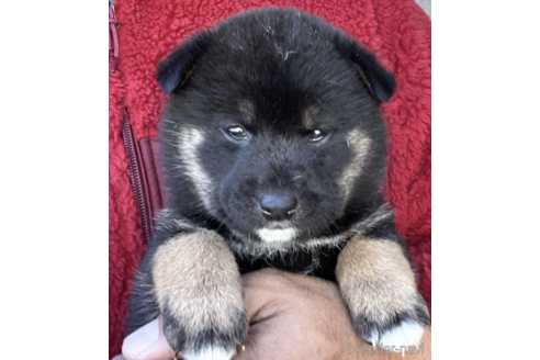 成約済の埼玉県の柴犬-160820の8枚目